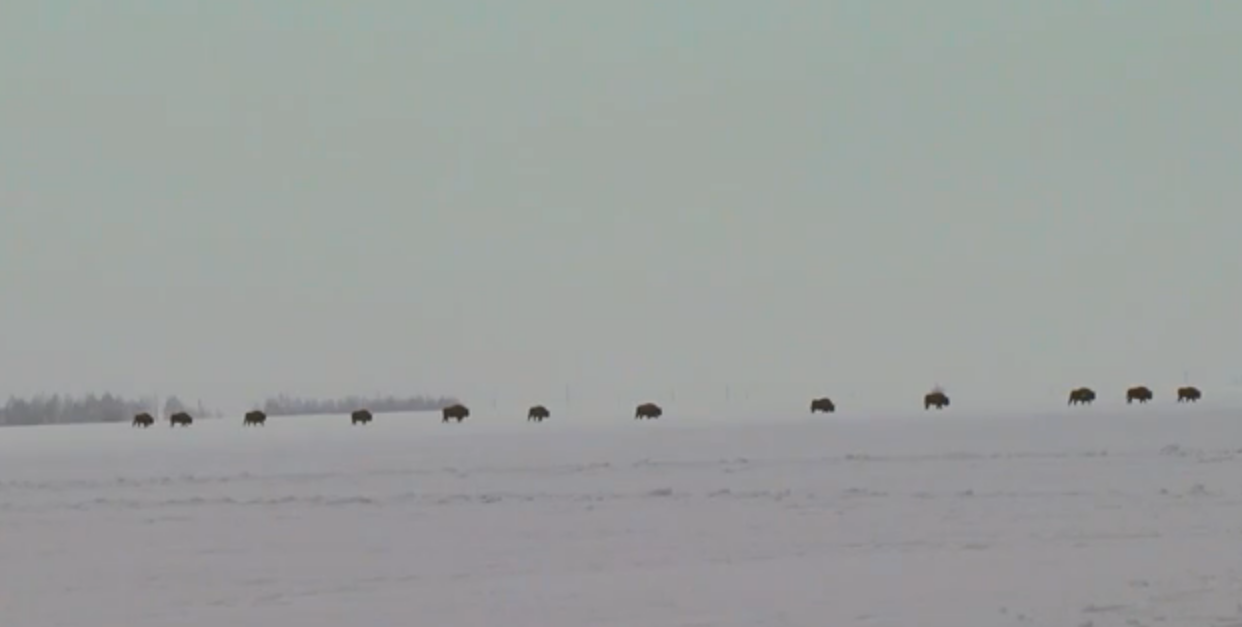 В Орловском полесье запечатлели караван зубров в снегу
