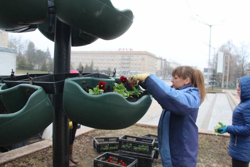 В Орле «Зеленстрой» приступил к высадке цветов в клумбы