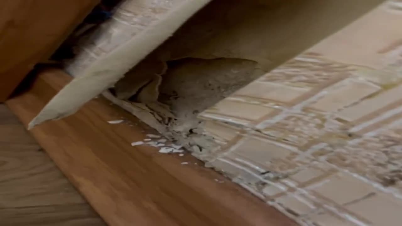 В квартире орловчанина от сырости из подвала на стене начали расти настоящие грибы