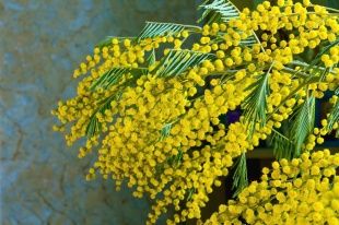 Россельхознадзор предупреждает орловчан о завозе мимоз с опасным паразитом