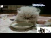 Кто сказал Мяу 31