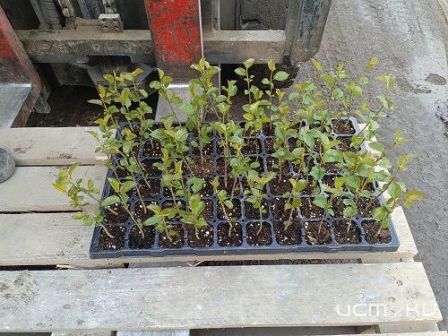 Россельхознадзор отметил четырехкратный рост импорта саженцев в Орловской области