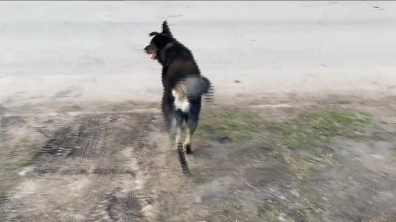 Извечный спор, которому похоже нет конца. Что делать с растущим числом бездомных животных и как призвать к порядку владельцев четвероногих? Ответы на ...