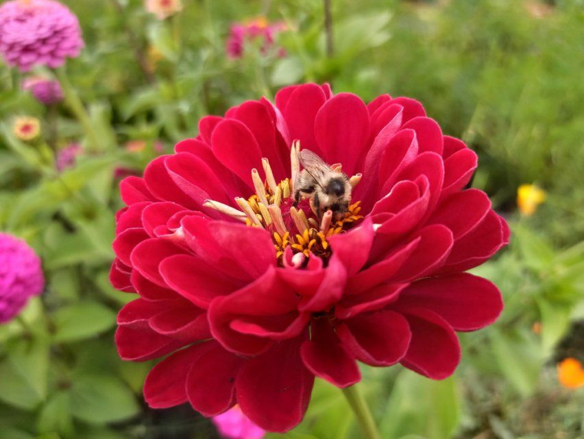 Орловским пасечникам придется промаркировать пчел