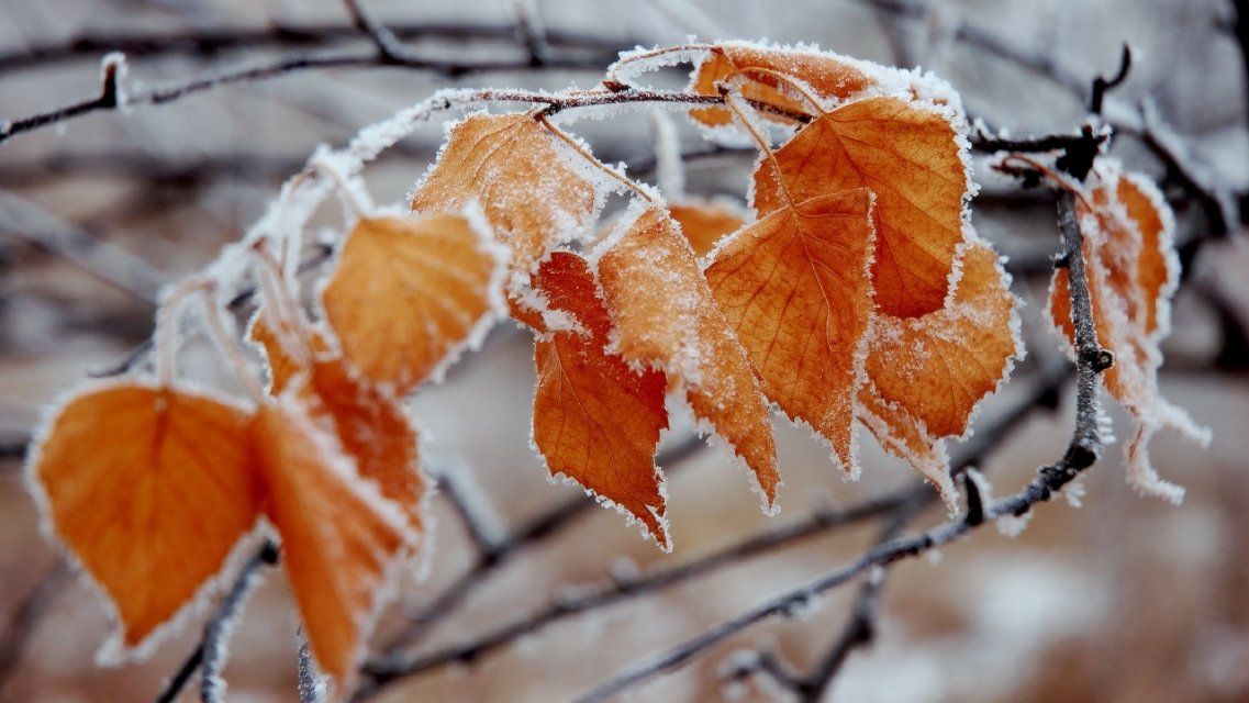 Ветер и мороз: сегодня в Орел пришла зимняя погода