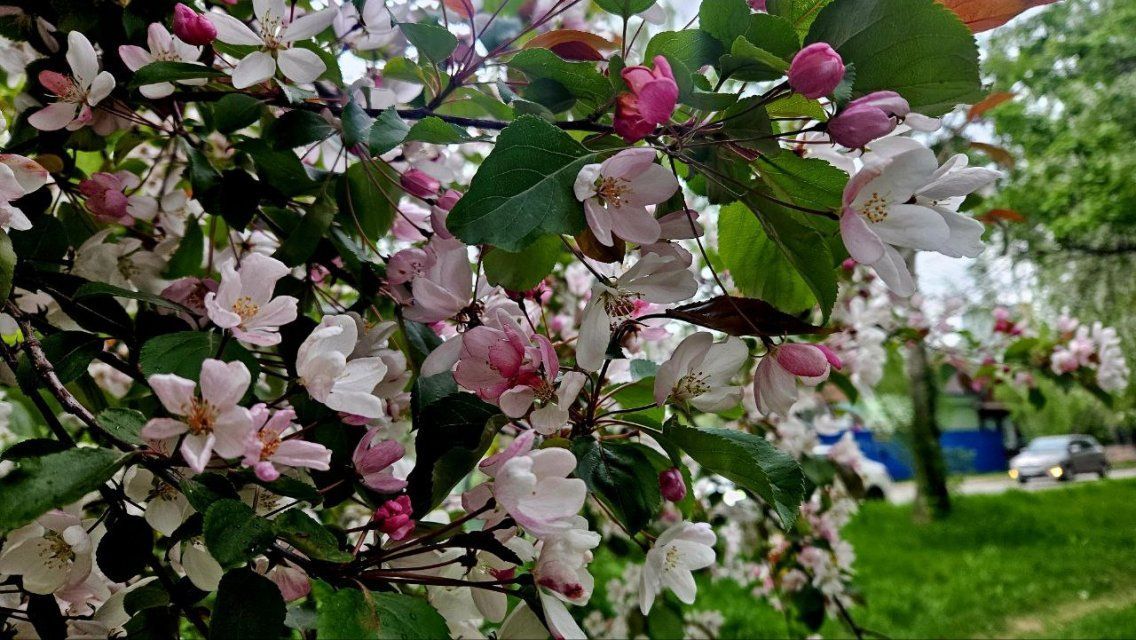 Двойной удар аллергии: почему сезон поллиноза 2025 года стал особенно сложным для аллергиков