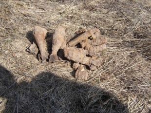 Орловские спасатели обезвредили более 30 взрывоопасных предметов