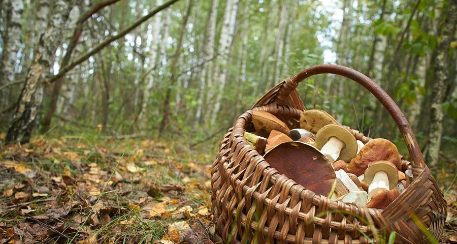 Грибники продолжают пропадать: в Хотынецком районе снова заблудилась женщина