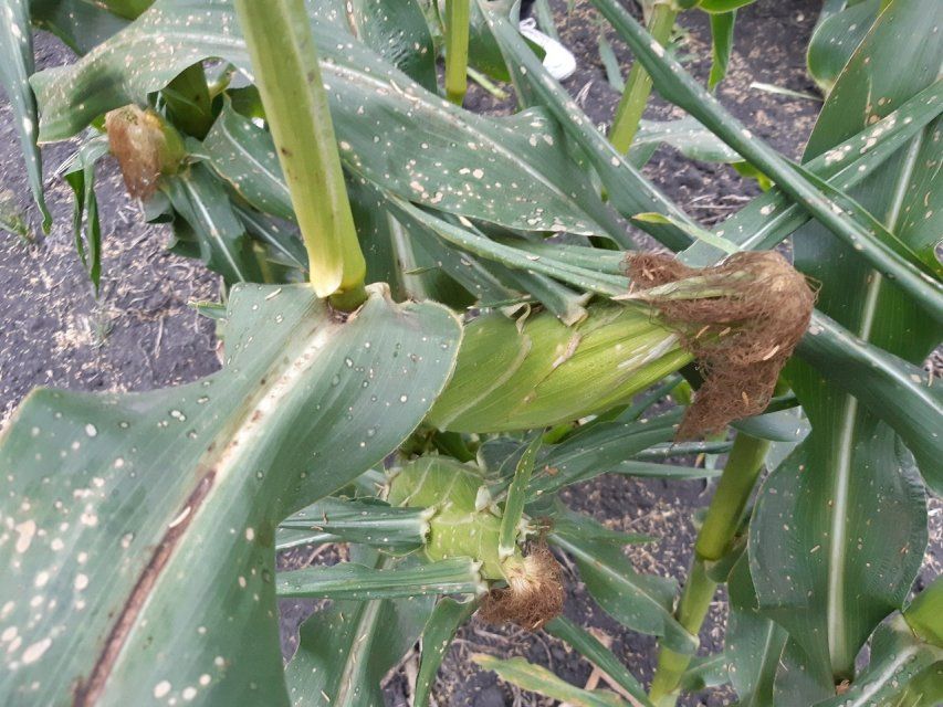 Народный корреспондент рассказал о порче кукурузы в Верховском районе