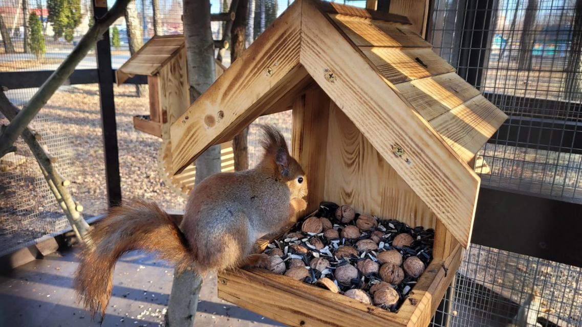 Алтайские белочки прижились в Колпне!