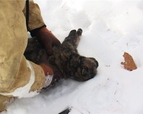 В Орле при пожаре чуть не погибла кошка