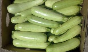 В кабачках из Турции нашли нитраты