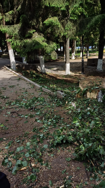 Мэрия прокомментировала спил деревьев в сквере Бунина 