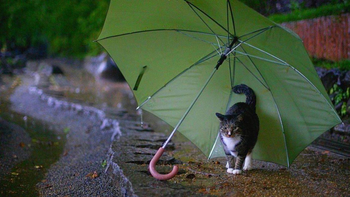 Сегодня орловчанам понадобится зонт: 17 сентября будет дождливым