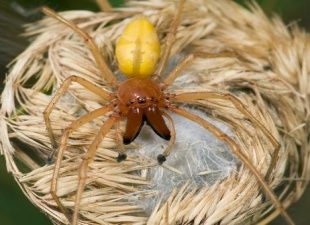 В Ливнах нашли редкого ядовитого паука