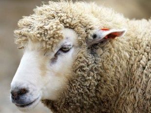 Осторожно: бешенство! В Покровском районе заразилось еще одно животное