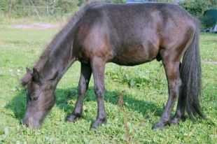 Житель Должанского района украл лошадь с сельхозпредприятия