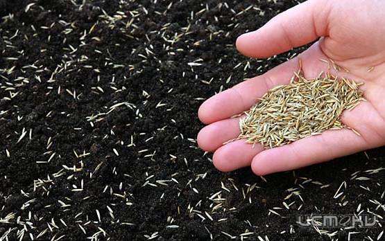 Во Мценске торговали подозрительными семенами 