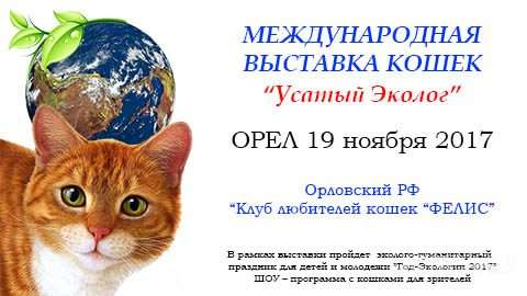 В Орле пройдет выставка кошек