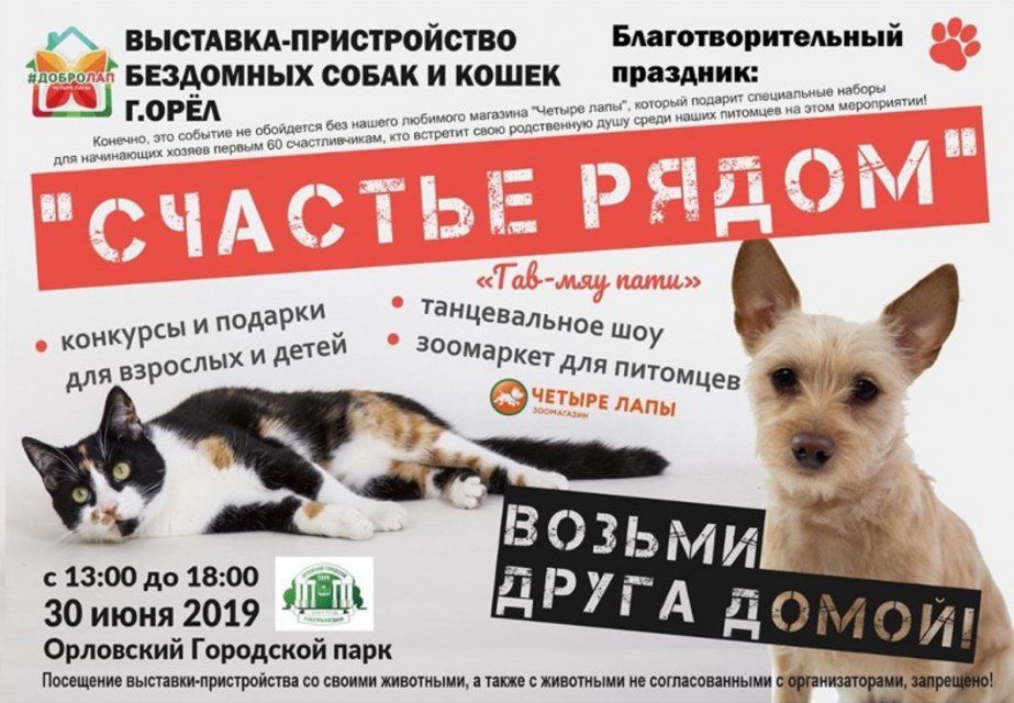 «Счастье рядом!»: в Орле четвероногим бездомышам помогут обрести семью
