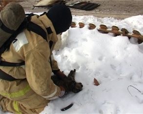 Накануне Россия отметила День спасателя. Вспомним самые трогательные истории 