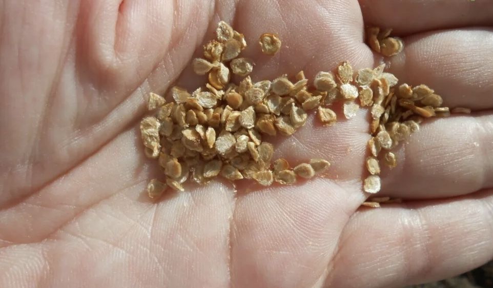 Россельхознадзор выявил нарушения в работе орловского интернет-магазина семян