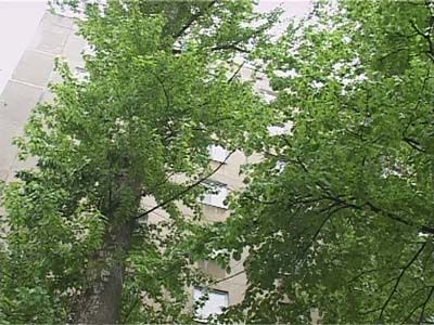 На тополь кошка взгромоздясь