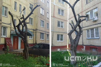 Орловчане прислали нам Памятник Спиленным деревьям