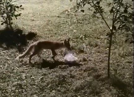 В Орловской области по дороге бегает лиса