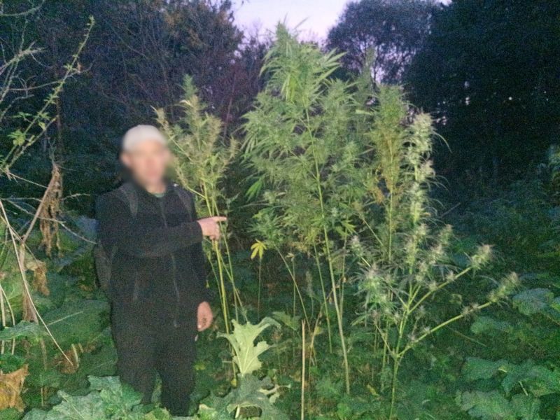 Криминальная ботаника 