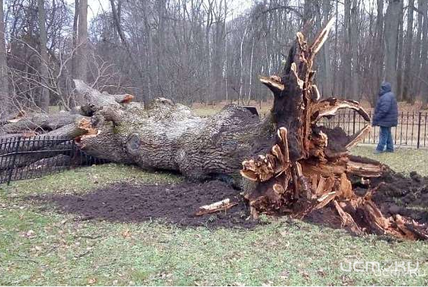 «Хаоса с преемниками не возникнет». Алексей Пивоваров прокомментировал гибель Тургеневского дуба