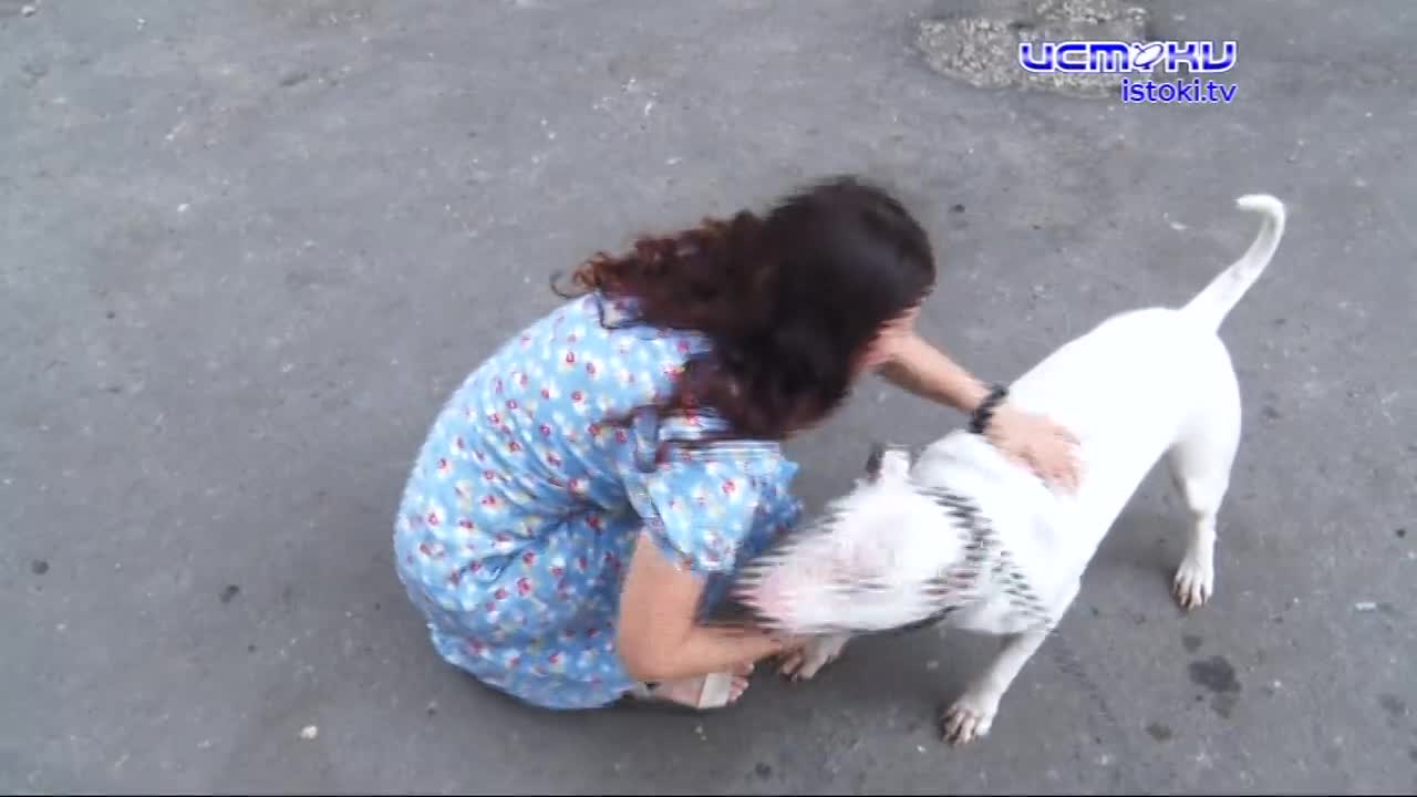 В Орле собак топят в котловане со смолой. Подробности чудовщиной истории