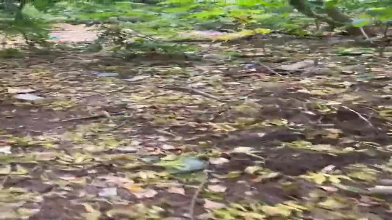 Парк Ботаника в Орле превращается в свалку