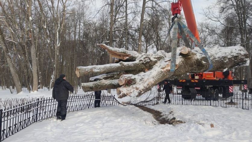 Ствол Тургеневского дуба переместили на площадку для хранения