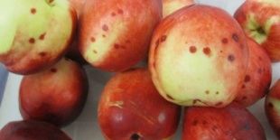 На орловском складе нашли яблоки с калифорнийской щитовкой