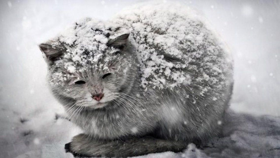 Синоптики пообещали жителям Центральной России волны холода