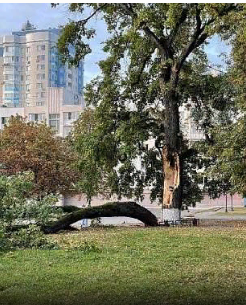 Работы по сохранению исторического дерева на Бульваре Победы не ведутся, происходит как раз обратно