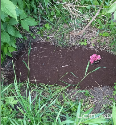 Импровизированное кладбище домашних животных вызвало волну обсуждения у орловчан