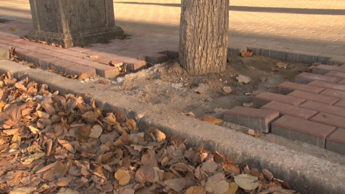 На ул. Московской в Орле деревья засыпали цементом