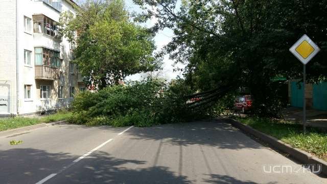 На улице Васильевской дерево упало на проезжую часть