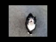 Кто сказал Мяу 62