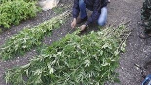 В Орловской области уничтожили 4502 кг. конопли