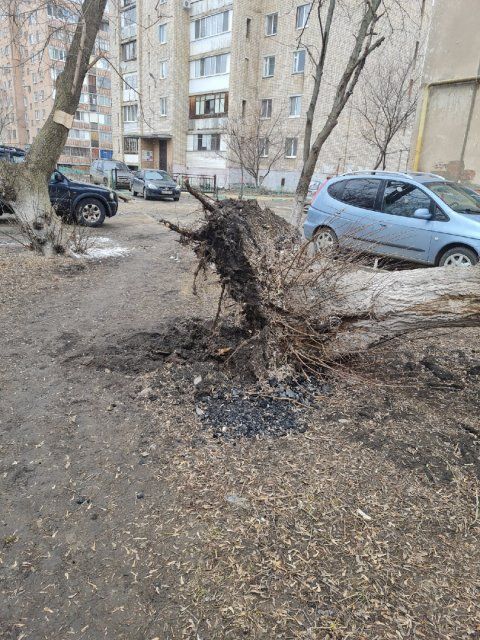 В Орле дерево упало на машину