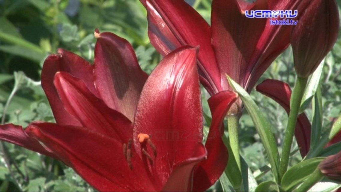 Здесь цветут лилии и обитает лебедь: орловчанка после ремонта решила сделать двор еще краше