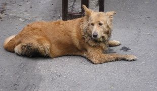 В Орле проведут отлов почти сотни бездомных собак