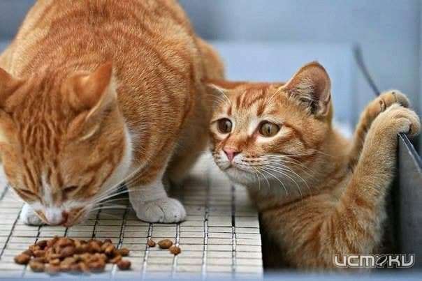 В Орле подсчитали количество домашних котов и предрекли значительное подорожание кормов В Орле подсчитали количество домашних котов и предрекли значительное подорожание кормов