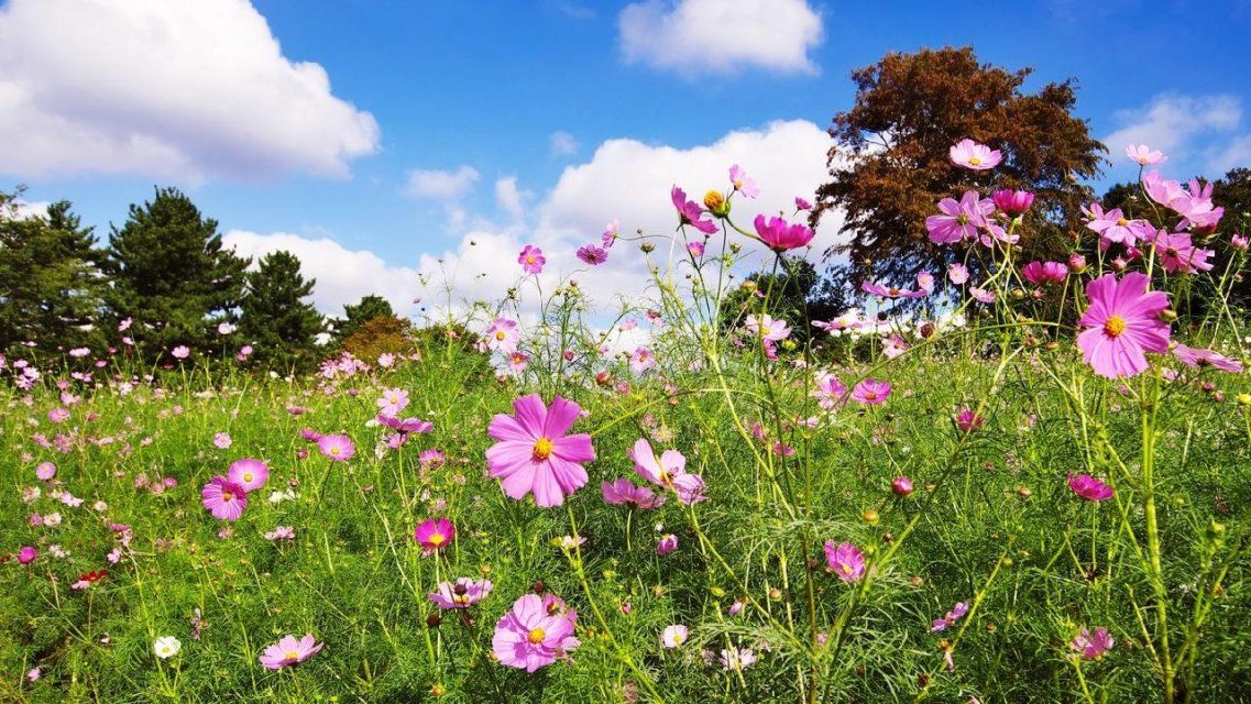 В Орел постепенно возвращается жаркая погода