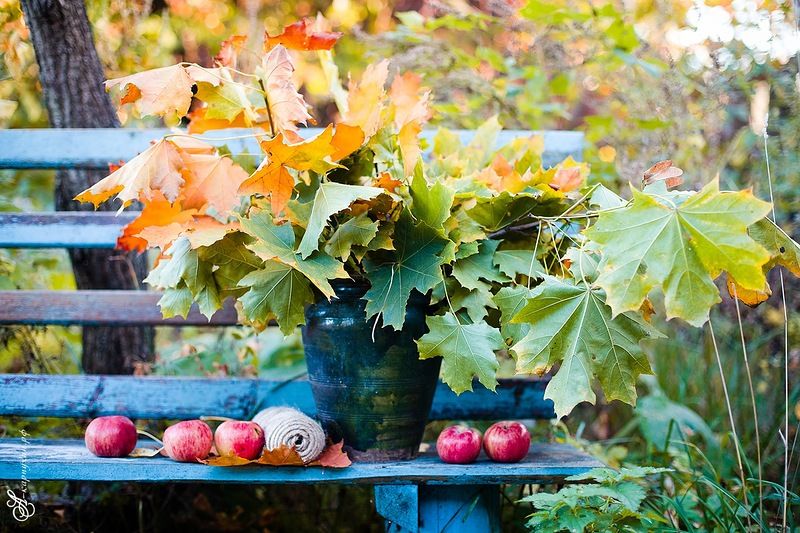 Бабье лето еще придет: синоптики обнадежили жителей Центральной России