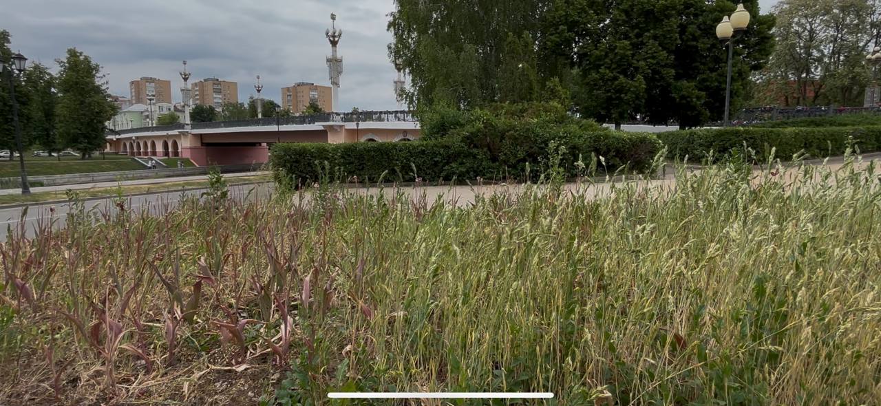 Центр Орла расцвел, но заброшенные клумбы остались