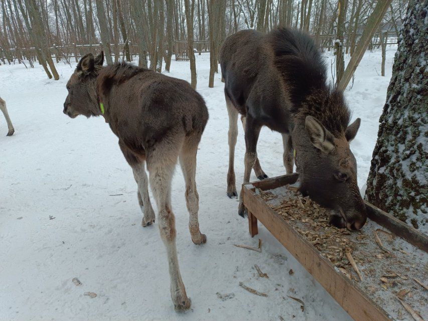 Орловских водителей предупредили о лосях на дорогах
